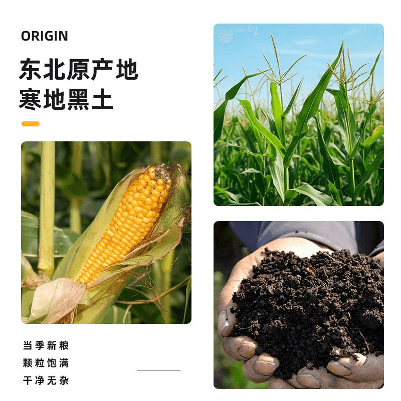 鲜农子 东北小碴子真空玉米糁玉米渣子250g*1袋