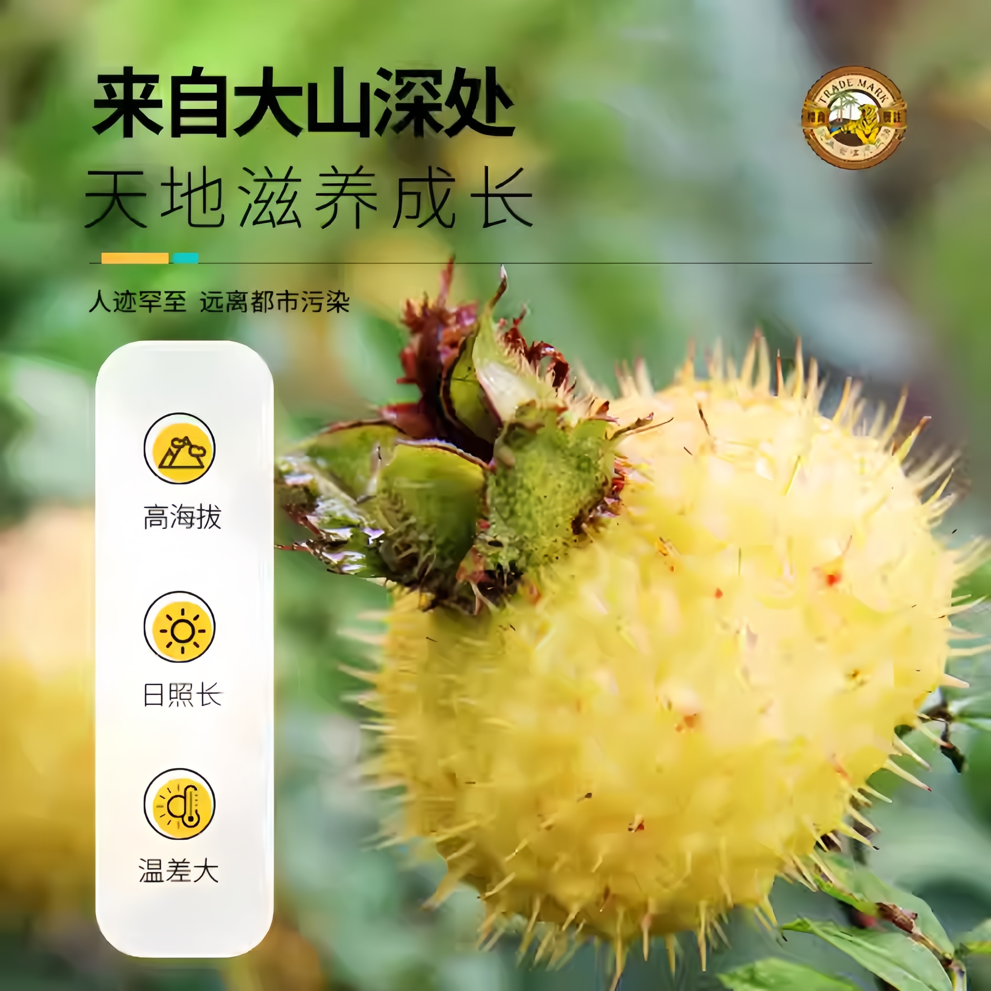 【中国直邮】 虎标 香港冻干刺梨干泡茶泡水70g*1罐