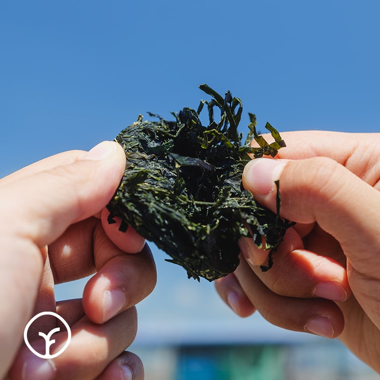 遠方好物 【火鍋涮菜 涼拌】霞浦食客有機壓縮海帶絲 (16gX10) 【有機認證更健康】15倍左右泡發率 0防腐0鈉配方 真空包裝更好保存 3