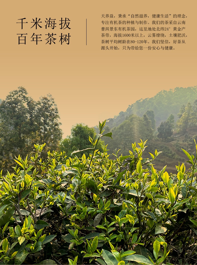 天養益 有機紅茶中國有機 歐盟有機 日本有機 美國有機認證 暖胃 養胃 提神 甜潤 花果香 散茶 50g