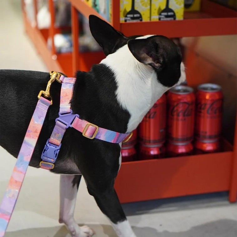 No-Pull Pet Dog Harness Milky Way L Neckline16.1~20.1in Chest20.1~25.2in 18~29lb 3