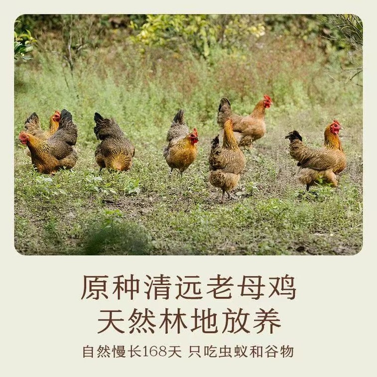 Nan Shi Zhao Original Fresh Chicken Juice 318g*1 Bottle Chicken Juice Seasoning Simple Ingredients Safe Flavor Enhancer Household Seasoning Chicken Juice 4