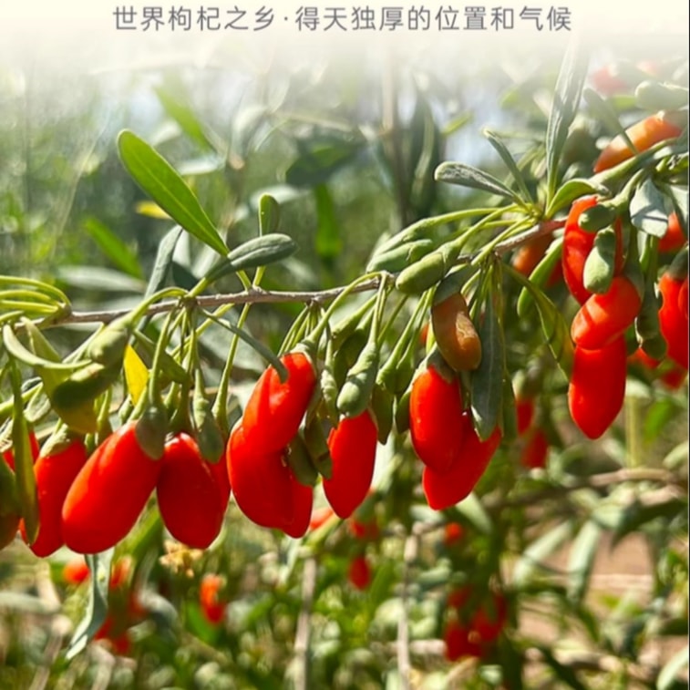 Premium Ningxia Goji Berries 250g From Zhongning Hand Selected Sulfur-Free Ready To Eat 8