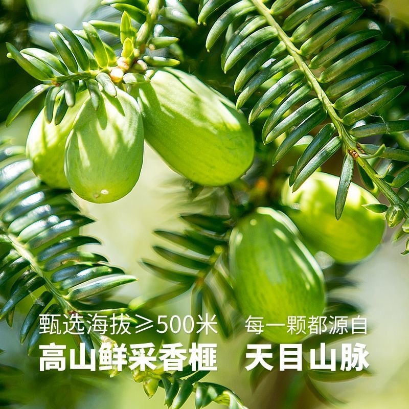 【中國直郵】 安徽詹氏 詹氏 罐裝香榧500g