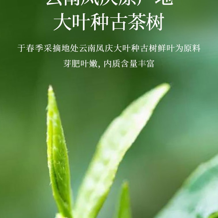 元正雲南滇紅茶 雲上古木紅茶 雲南大葉古木茶 150g缶 4