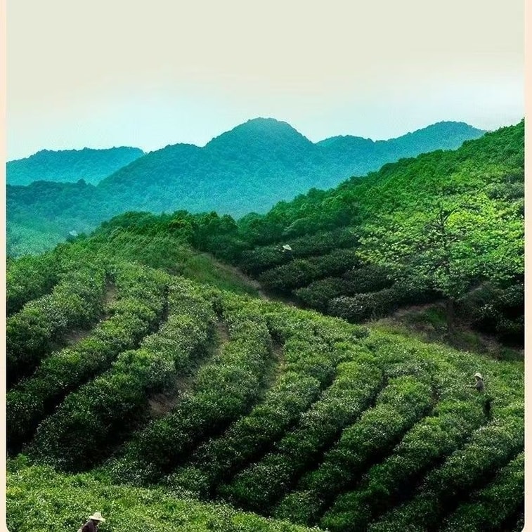 【中國直郵】 健康其他 新茶綠茶毛尖信陽茶葉2026雨前高檔禮盒裝春茶嫩葉濃香型250g*1 罐 8