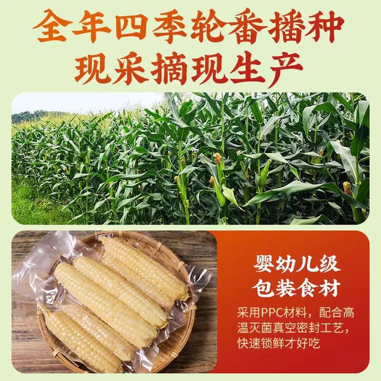 Purple sweet potato thumb corn 500g*1 bag 3