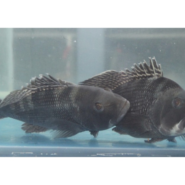 美洲黑石斑鱼图片图片