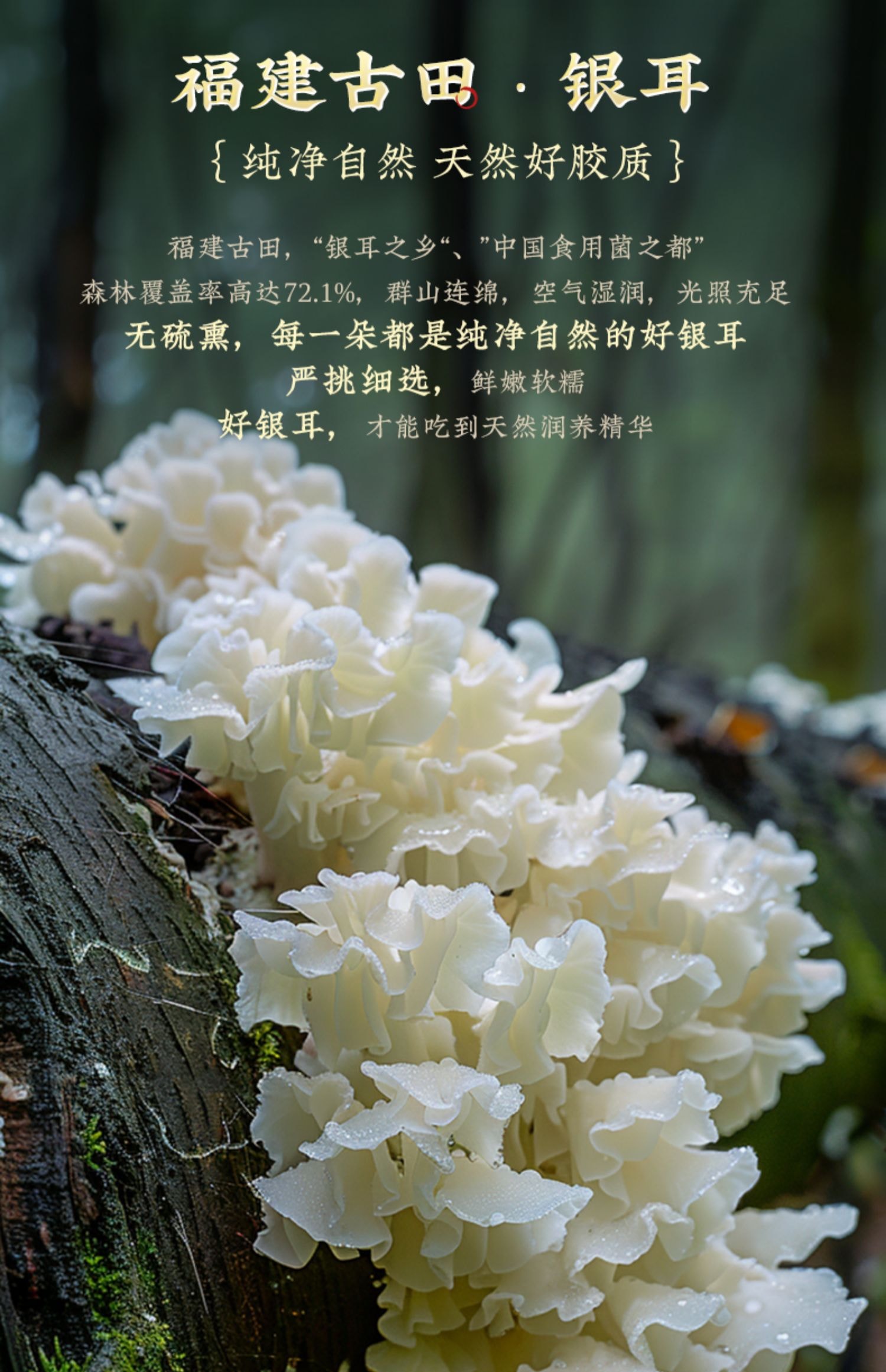 九阳豆浆 【燕窝银耳食养豆浆粉】高蛋白营养早餐真燕窝好银耳【高端滋补养颜】20g*5条