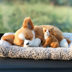 吉娃娃母子狗前蹲