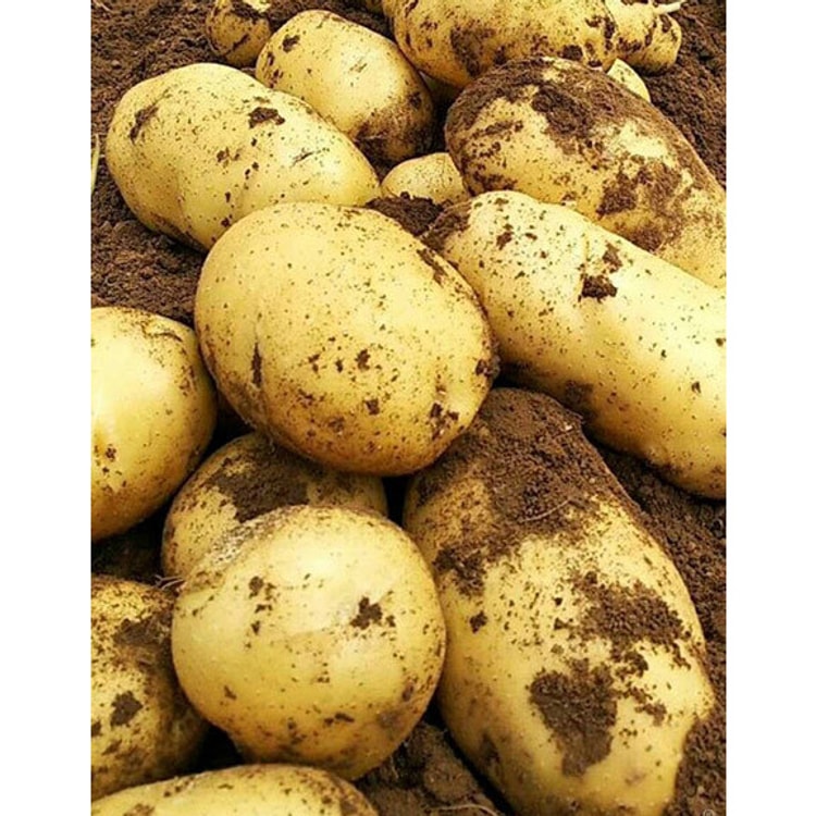 Yellow Yam (per lb.)-rt-0002