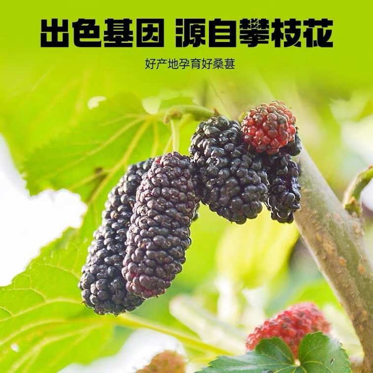 默小吉 【高濃度花青素 零糖零添加】桑葚原漿 鮮榨桑葚汁 210ml*7袋 抗氧化飲品 美白美顏 果茶 熬夜必備 養生護眼 美容養顏 果汁禮盒 3