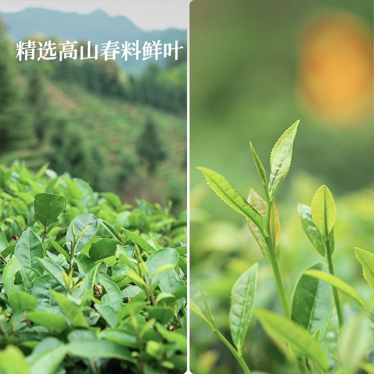 ジュニアシスターズティーレビュー：2008年金賞受賞の桂微六宝茶、最高級の一番茶、コレクターグレードの乾燥貯蔵熟成茶、解毒作用、胃腸の働きを良くし、脂質を下げる、高級な味わい、最高級の柔らかく滑らかな小豆のスープの食感、100g 3