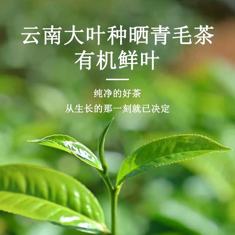 天養益 有機白茶 四國有機認證 鮮爽 毫香 清潤 抗氧化 自飲 送禮 散茶 50g 5