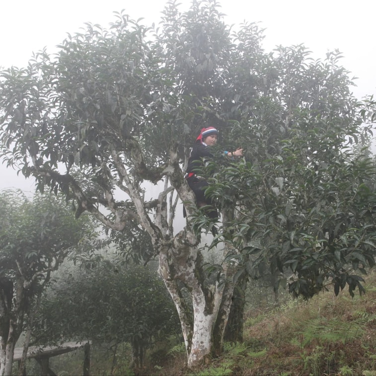 ジュニアシスターのお茶レビュー：シーサンパンナ中核産地の古木から採取した、木質の香りが特徴の熟成プーアル熟茶。伝統的な発酵製法。滑らかな口当たりと豊かな層。100g 7