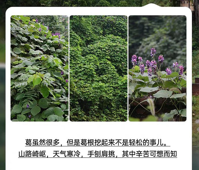 【中國直郵】 璞匠 葛根粉 深山老葛粉 健康代餐 江西特產 320g*1瓶