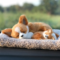 吉娃娃母子狗前趴