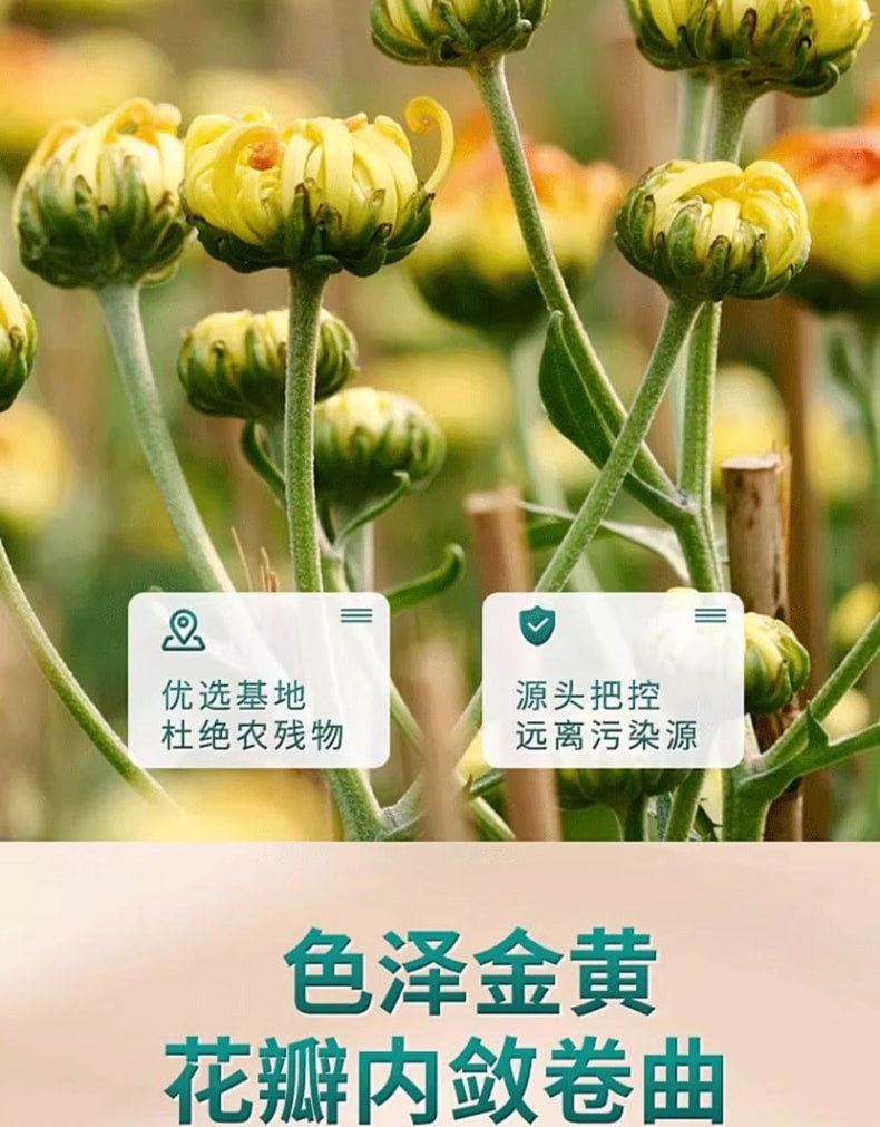 鹊和堂 胎菊茶 选用无硫熏完整无杂质的新鲜头采胎菊35g 清热降火、平肝明目、缓解风热感冒症状(如头痛、眼干)