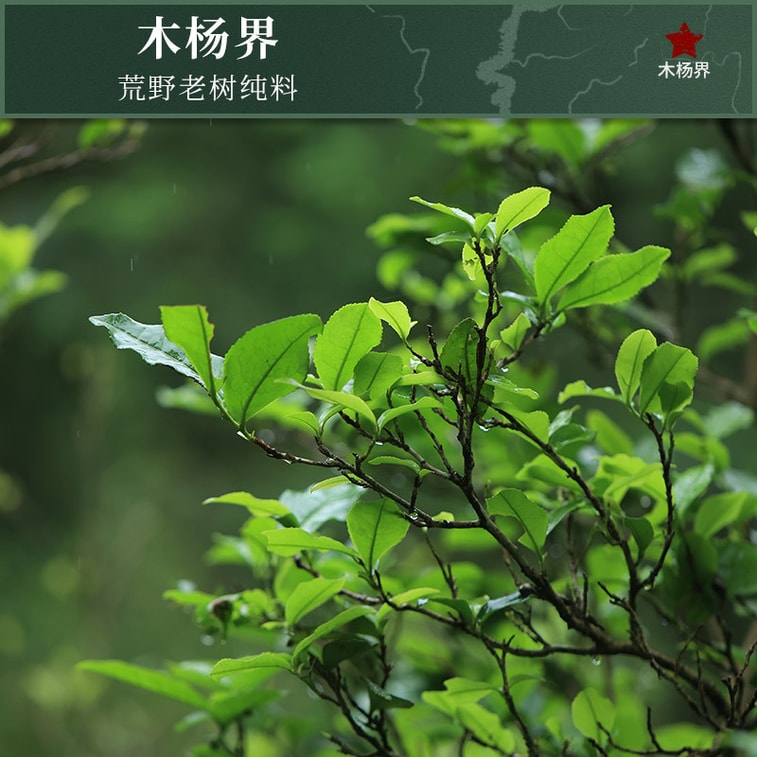 ジュニアシスターのお茶レビュー：野花磚茶、マグノリアデュー、2019年産安華黒茶 – 甘く優しく、すっきりとした味わい。フルーティーでハニーな香り。「トンボ茶畑」産の、すっきりとした上質なお茶です（100g） 7