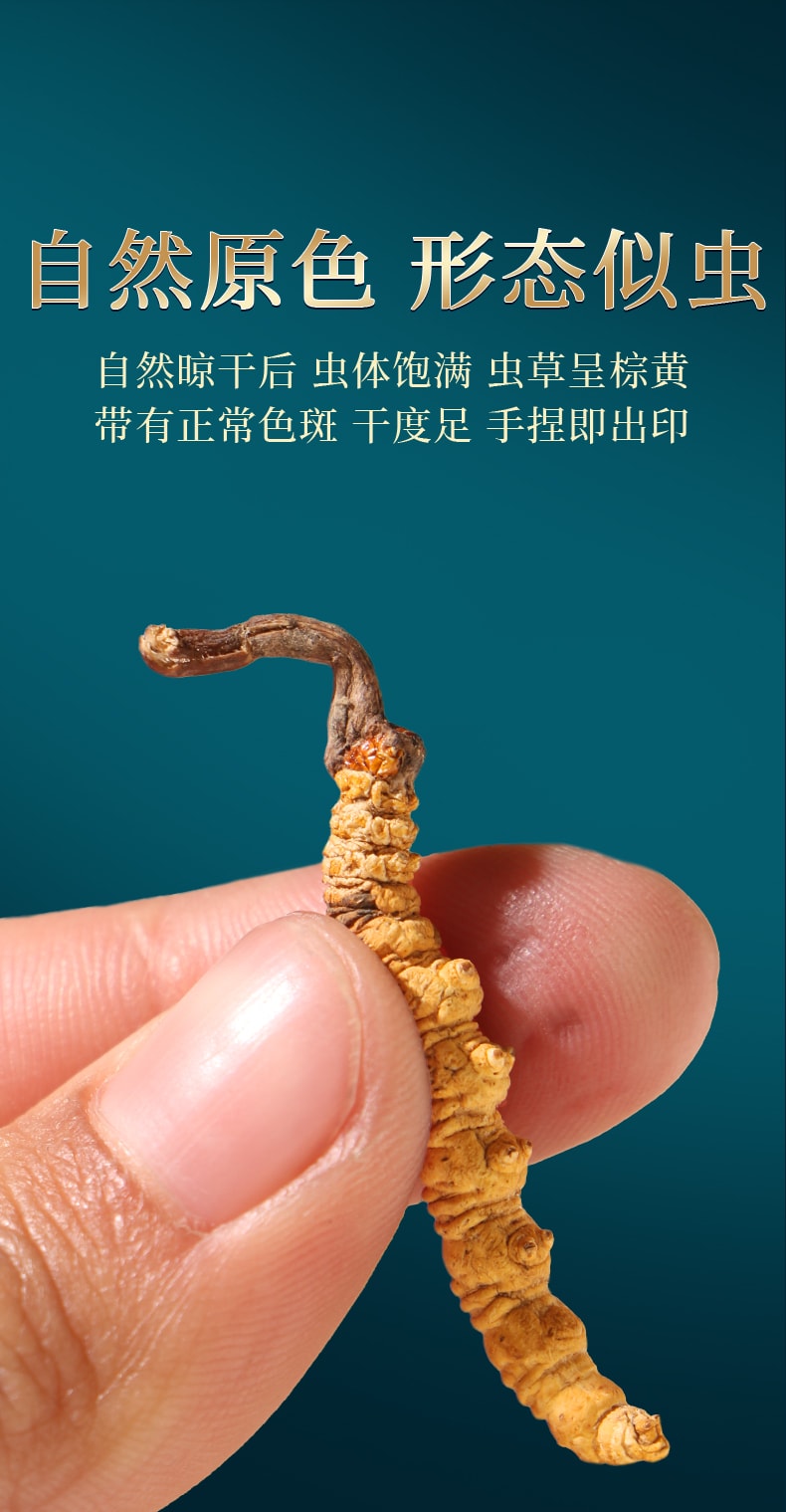  北京同仁堂 西藏道地冬蟲夏草1g 西藏頭期蟲草乾貨滋補補腎潤肺壯陽止咳化痰【手工甄選海拔4500的優質原料 蟲草飽滿色澤金黃】