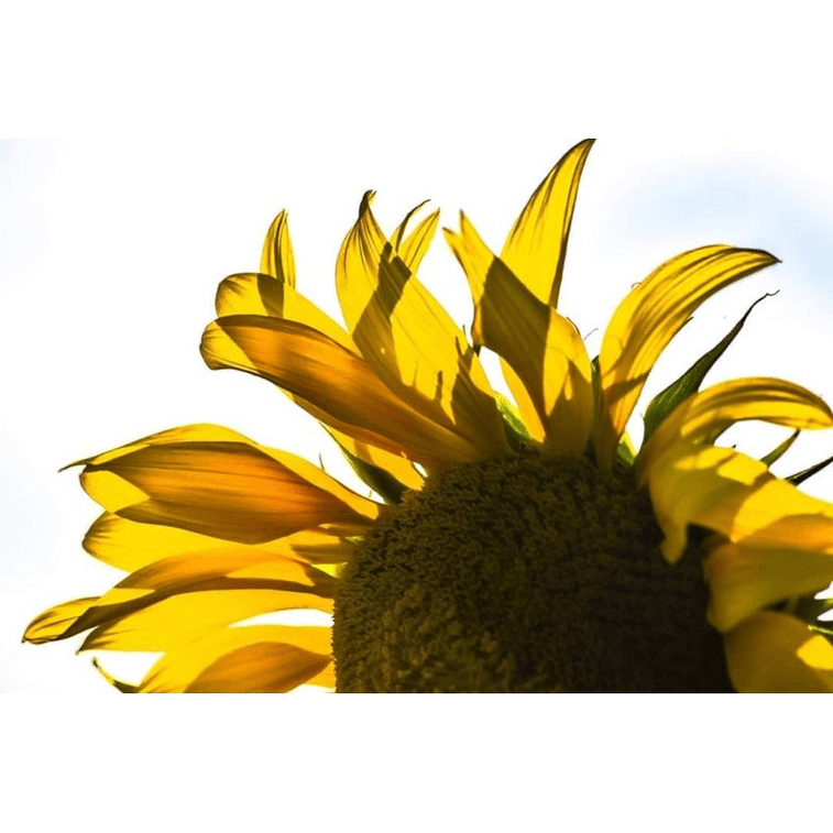 NESTLADY オーガニックひまわりの花びら 2g 米国で植えられ収穫された強力な抗酸化物質 5