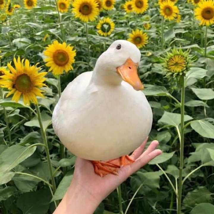 crispy rice treats salted egg yolk flavor 118g