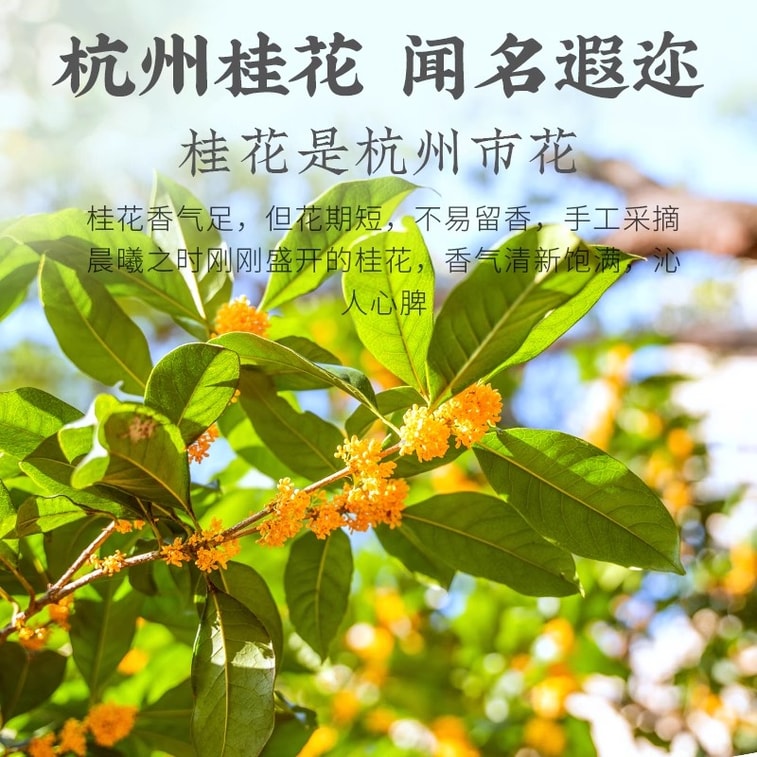 【中国直邮】 狮峰茶叶 桂花乌龙茶铁观音高山清香杭州桂花茶叶罐装 50g 3