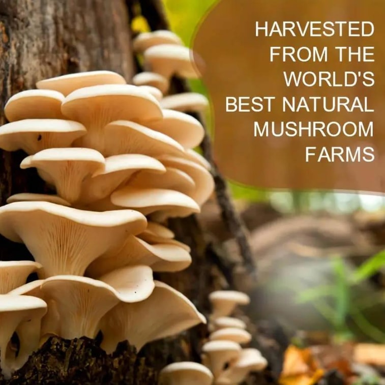 Mushroom Coffee Powder,Low Caffeine,Gluten Free,8.29 oz 6