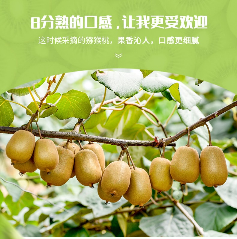 百草味 【店庆大促】果干片弥猴桃水果果脯零食108g*1袋