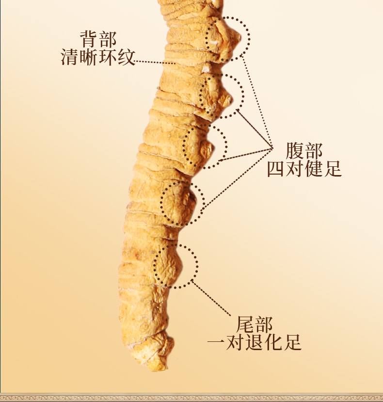  北京同仁堂 西藏道地冬蟲夏草1g 西藏頭期蟲草乾貨滋補補腎潤肺壯陽止咳化痰【手工甄選海拔4500的優質原料 蟲草飽滿色澤金黃】