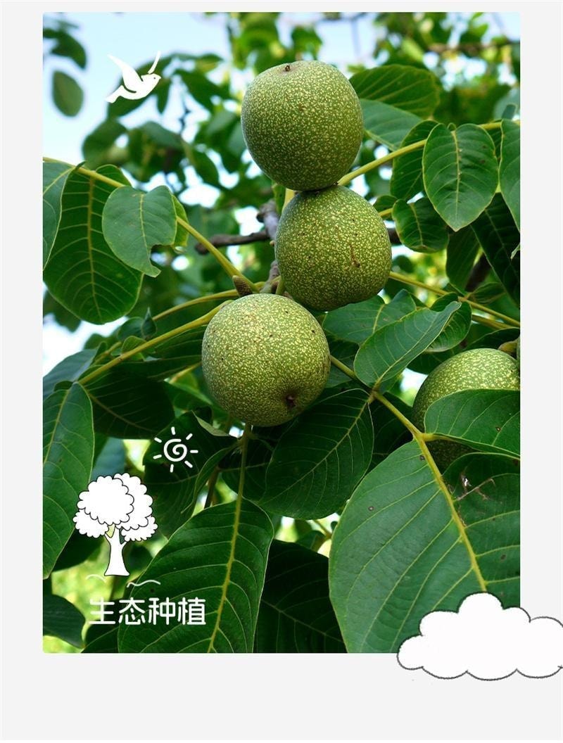 【中國直郵】 璞匠 純核桃醬 輔食吐司麵包醬非核桃泥沙拉醬堅果醬拌麵醬烘焙調味料 130g/罐