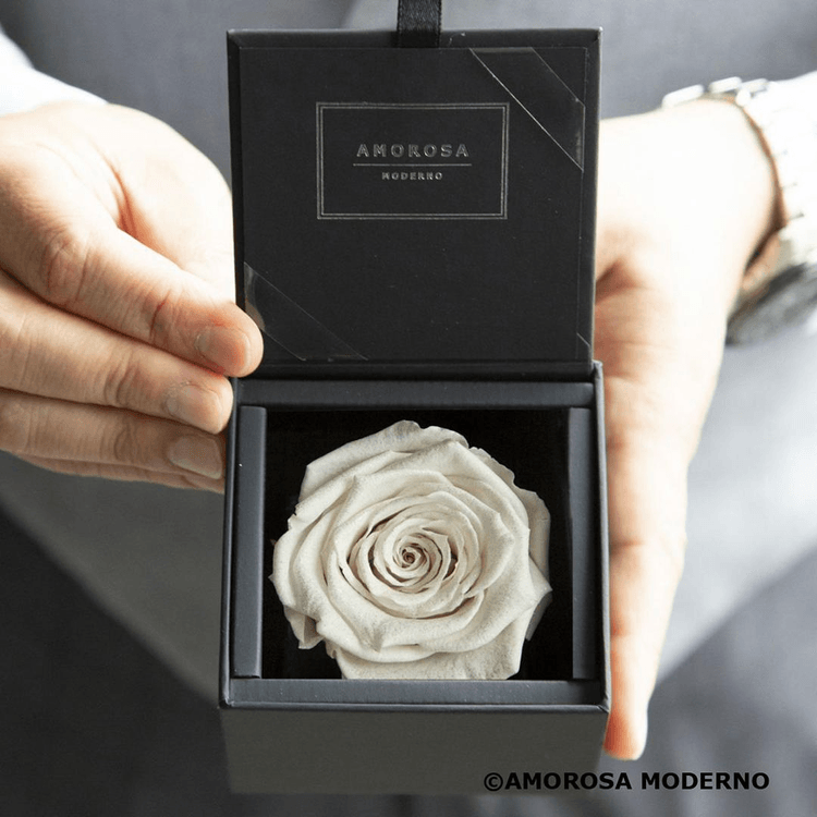 AMOROSA MODERNO Diamond Rose 85 [First Model] White - Yami.com