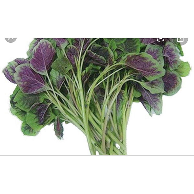 红苋菜苗1.1-1.2磅- 亚米