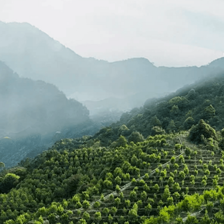 아메리칸 네스트레이디 야요이 허니 오키드 프래그런스 피닉스 단콩차 우롱차 50g [차향수] 4