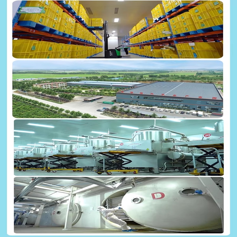 苗蔬果 什錦水果脆片菠蘿蜜果乾混合裝蔬果脆乾108g*1袋