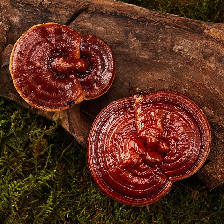 Organic Planting of Ganoderma Lucidum Spore Powder, 30pcs/box - Immune Vitality Support | Senior Wellness & Stress Defen 6