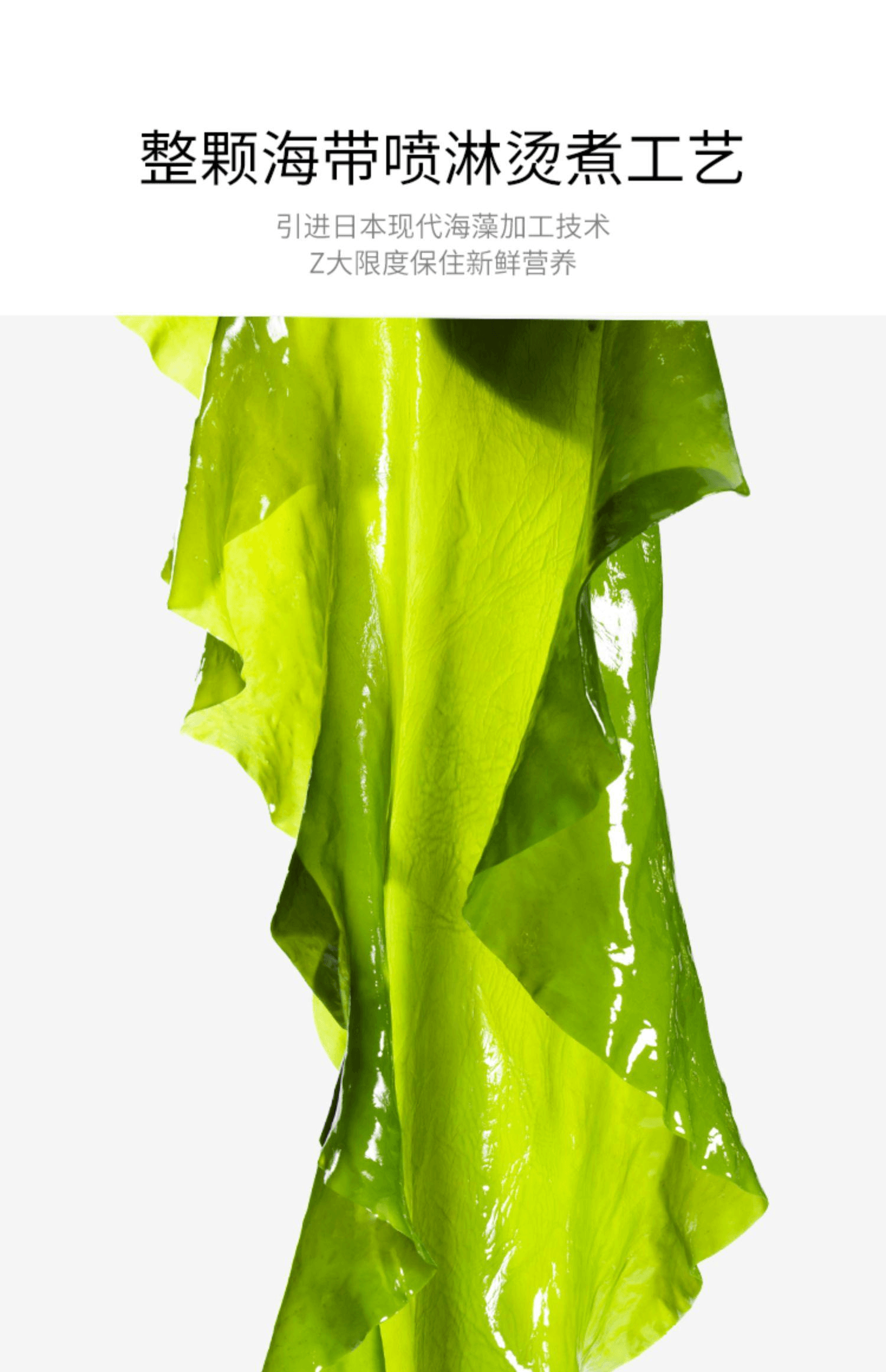 【中国直邮】 饭团妈妈 威海特产新鲜海带嫩海芝宝有机小海带包饭火锅厚海带整颗小海带1000g*1袋