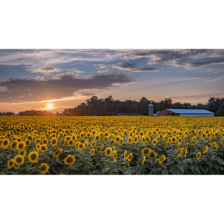NESTLADY オーガニックひまわりの花びら 2g 米国で植えられ収穫された強力な抗酸化物質 3