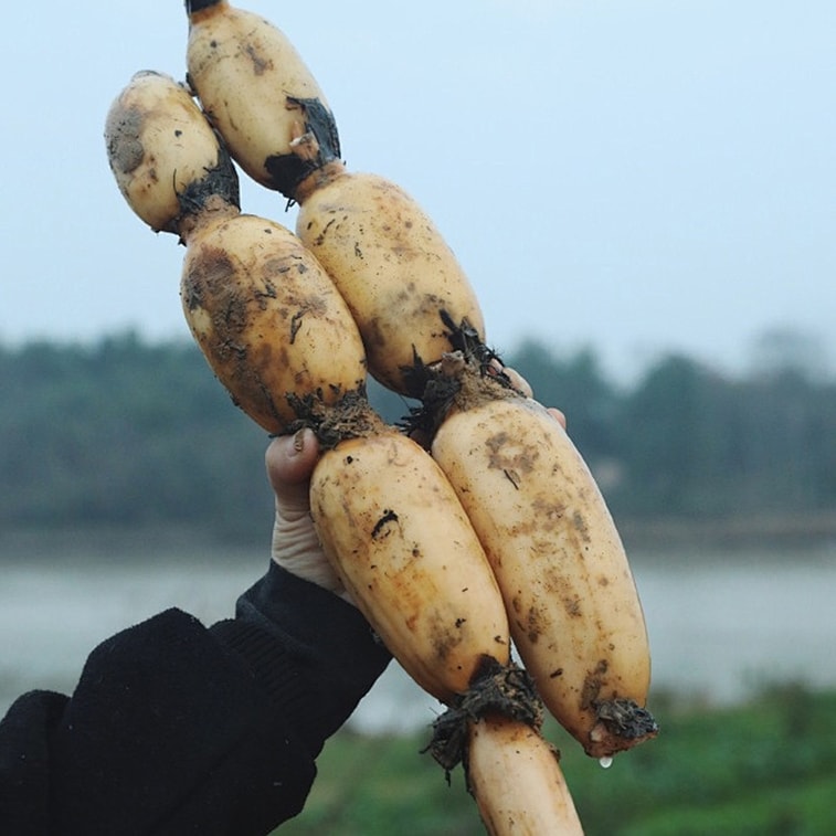 健康其他 五三农场-藕片脆、打开吃藕新方式 麻辣小龙虾味 150g 4