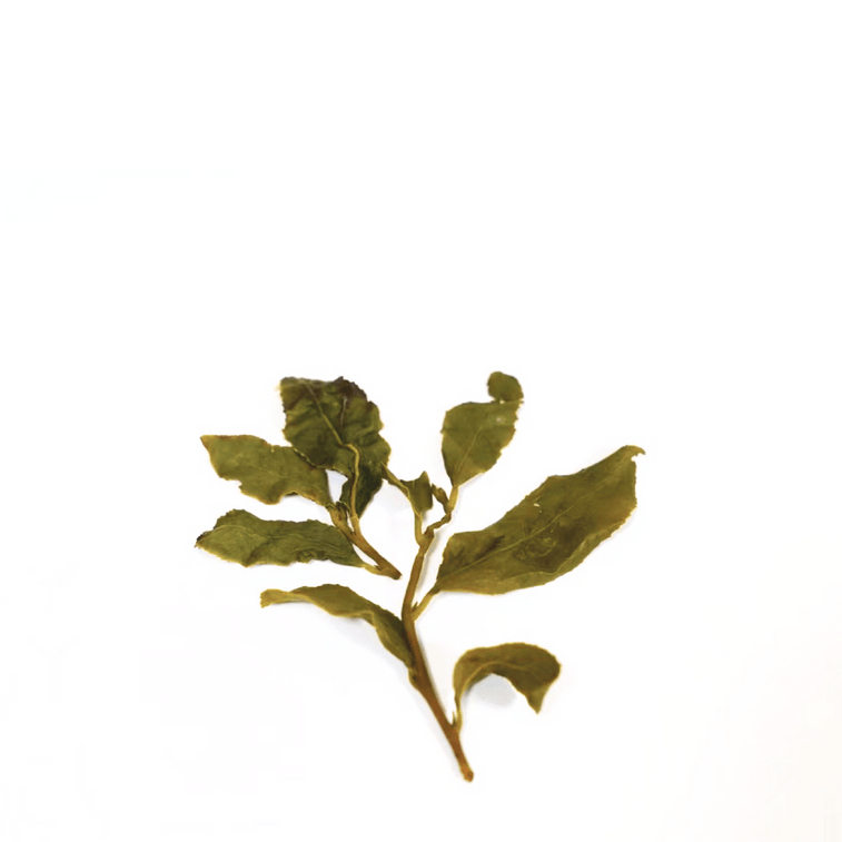 美国 赵赵的茶 ZhaoTea 梨山乌龙 台湾梨山 乌龙茶 高山韵 细腻香甜 试饮三连泡 15g (5gx3) 4