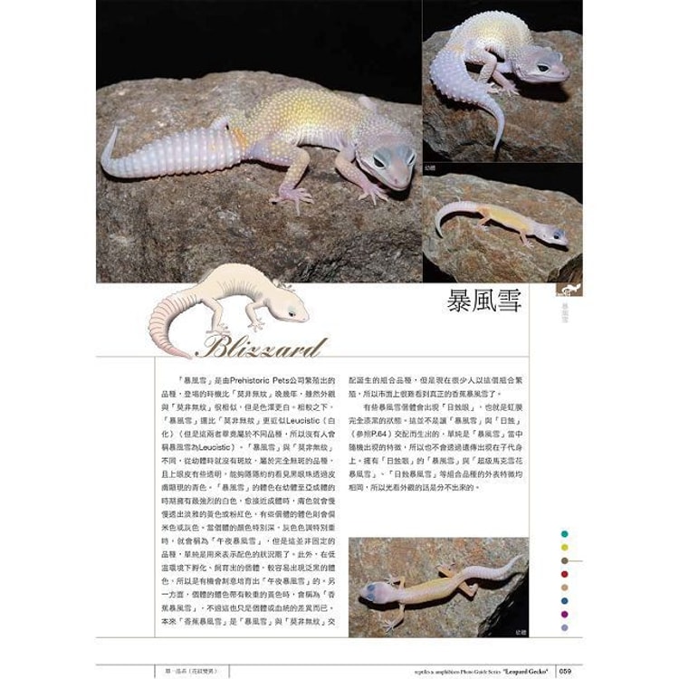 繁體 豹紋守宮超圖鑑 一本掌握守宮生態及品種解析 亚米