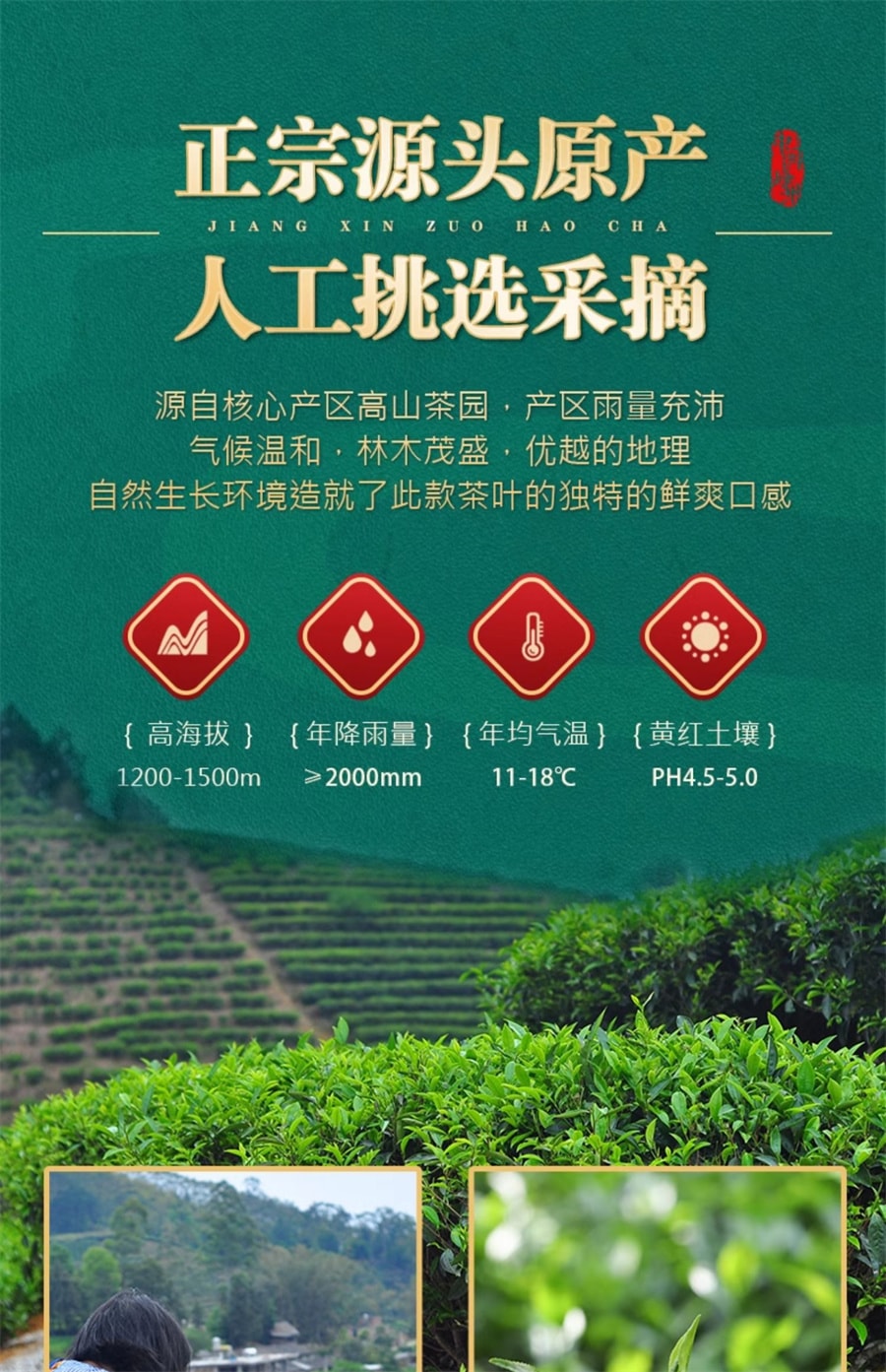 【中國直郵】 中閩峰州 正宗毛尖茶 明前春茶嫩芽散裝禮盒裝綠茶 400g/桶