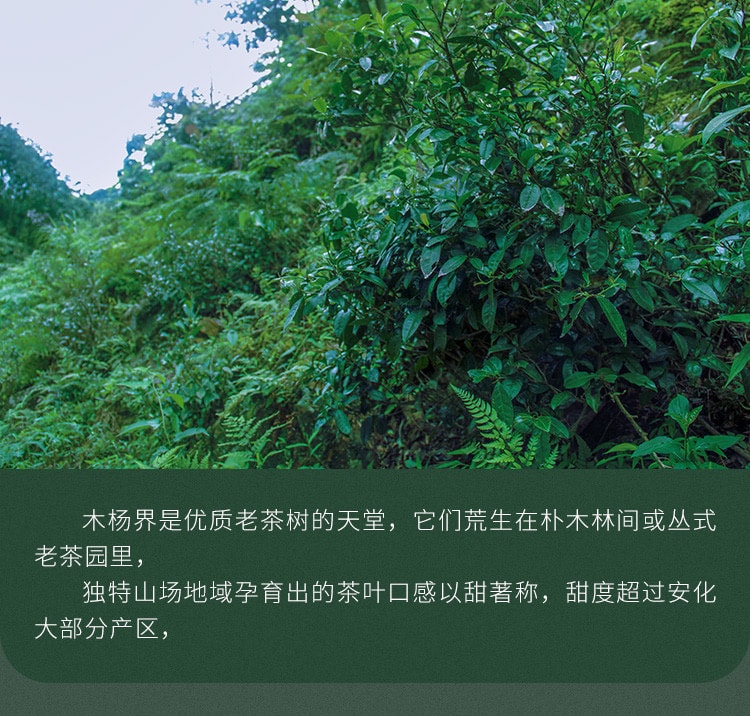  小师姐评茶 荒野花砖茶 木兰露 2019年安化黑茶 甜柔清净 果香蜜韵 来自“蜻蜓茶田”的干净好茶 100克