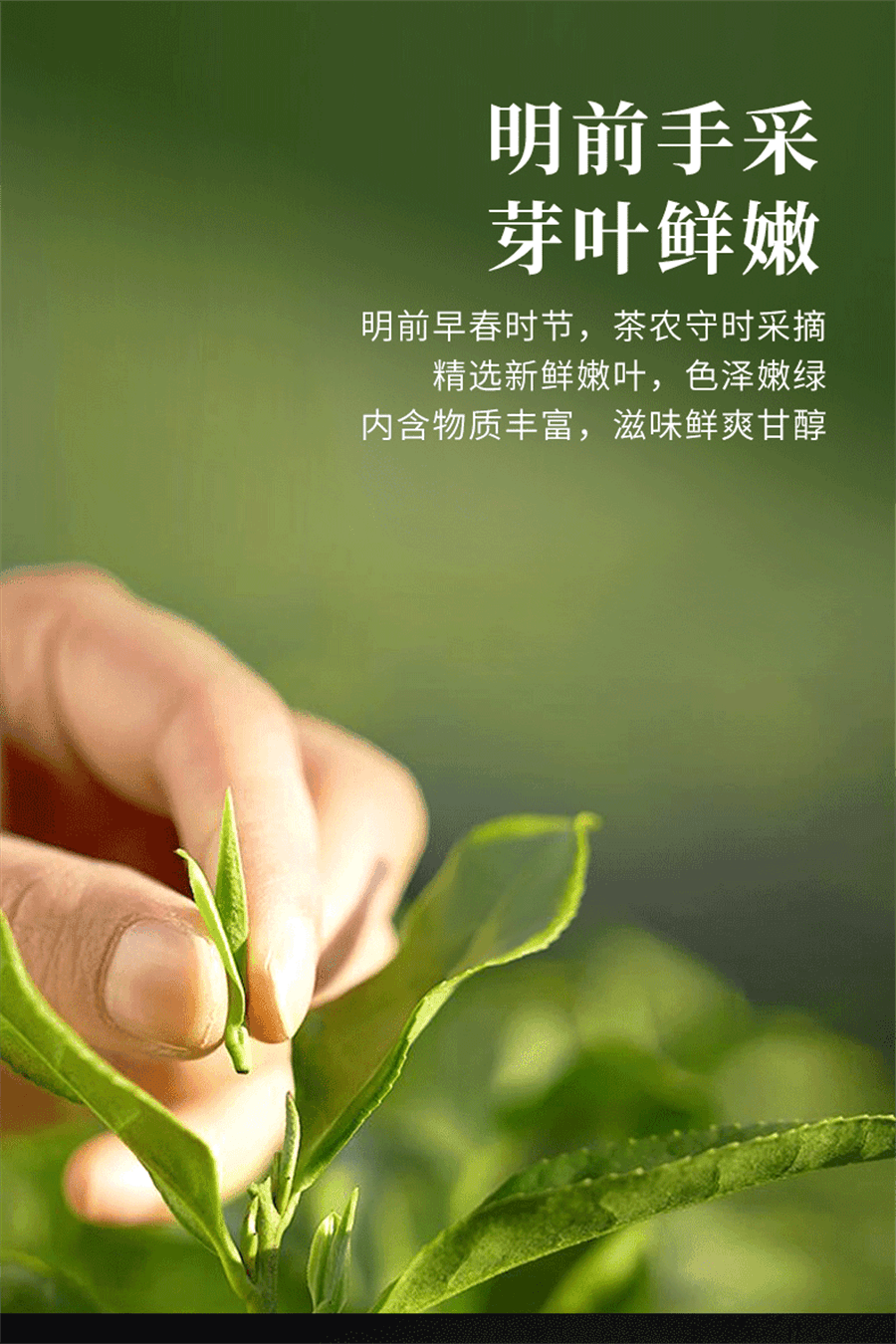 【中国直邮】 一杯香 新茶龙井香明前茶叶绿茶春茶 250g/瓶