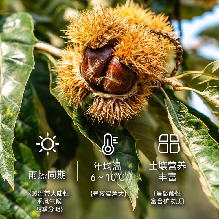 粒上皇 即食板栗仁 70g 无壳栗子仁板栗香甜软糯燕山坚果零食年货 5