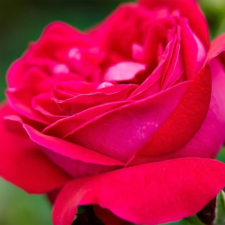 フラワーウィッシュ - カップ1杯につき一輪の花：雲南産フリーズドライ大輪バラ茶、濃い赤色、シーズン初収穫。美と滋養。数量限定。32g（約20±3輪）。 6