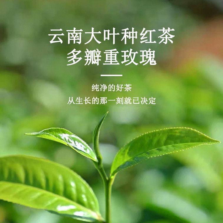 天養益 玫瑰紅茶 中國有機認證 美容養顏 暖宮 花果香 自飲 送禮散茶 20g 5