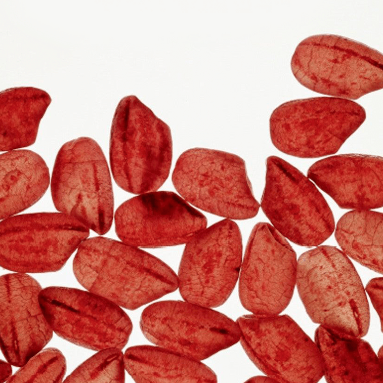 Red Rice Essential Duo Set Toner and Lotion with Gift  3