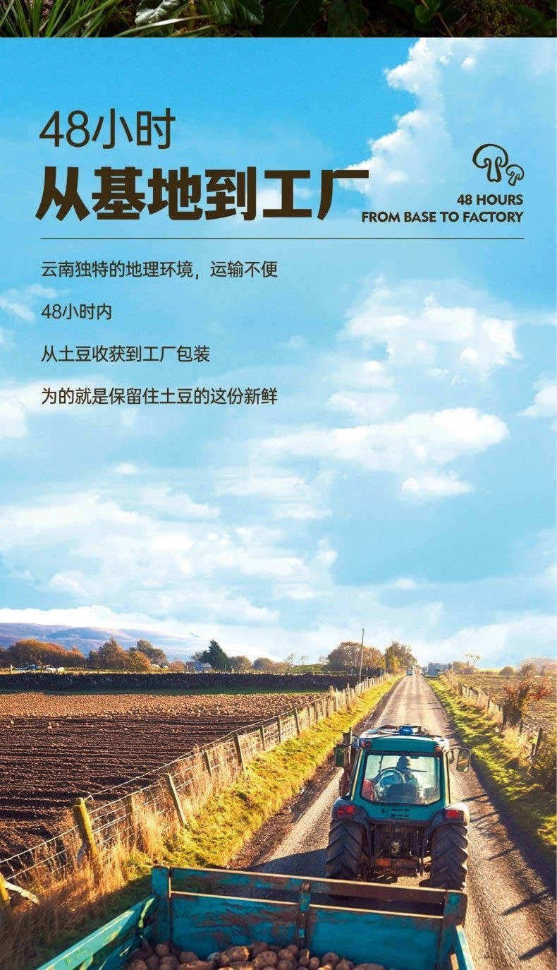 滇二娃 【云南特色限定口味】【抖音爆款大包装】云南鲜香牛肝菌味 鲜切大波浪土豆片 农科院薯片 零食小吃休闲食品追剧 75g 1包