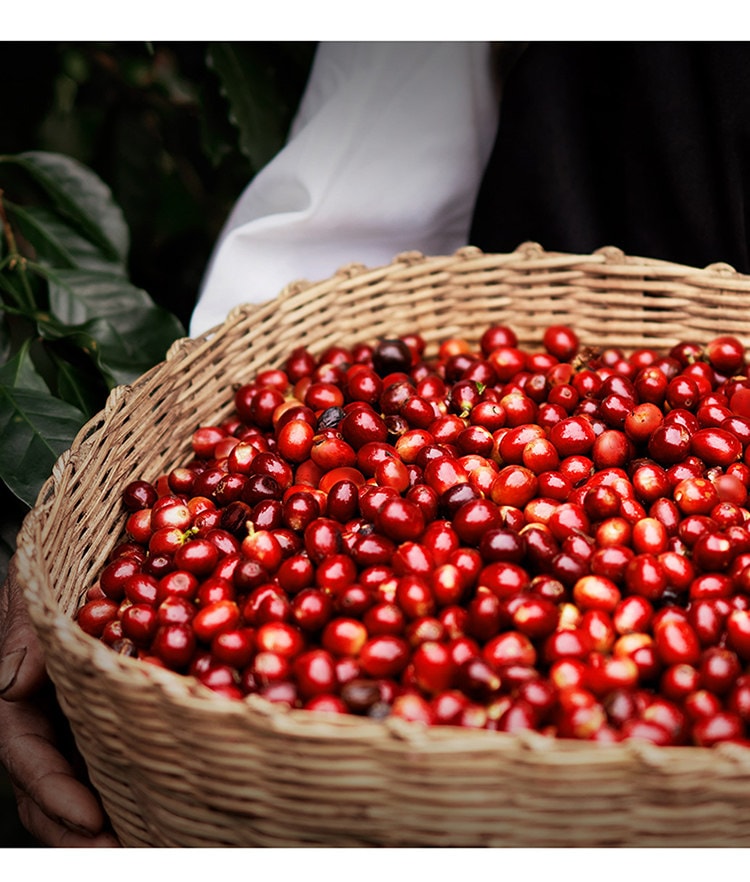 【中国直邮】 瑞幸咖啡 100%阿拉比卡咖啡豆 FD冻干科技速溶咖啡 桂花龙井风味 醇厚甘鲜 18颗/盒